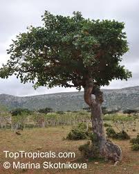 Image result for Commiphora caerulea