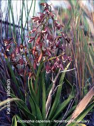 Image result for Brachycorythis pleistophylla