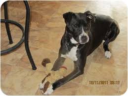 German shorthaired pointer pitbull mix puppies. Memphis Tn German Shorthaired Pointer Meet Trek A Roo A Pet For Adoption