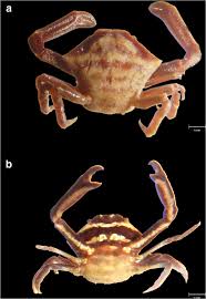 Image result for Cribbia brachyceras