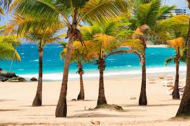 Image result for Cocos nucifera