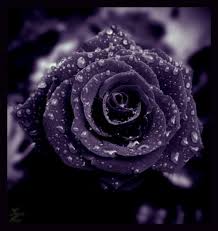 Beautiful black rose flower silhouette popsockets popgrip: Pin By Roxanne Castillobriley On Tatts I Like Want Purple Roses Gothic Rose Black Flowers