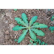 Image result for Lactuca setosa