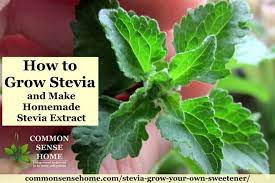 Stevia Plant How To Grow It And How To Use It Growing Stevia Stevia Plant Stevia Extract
