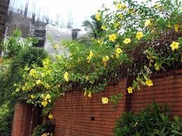 Maybe you would like to learn more about one of these? Common Blooms Around The City Philippine Observers