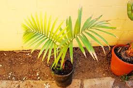 Image result for Raphia ruwenzorica