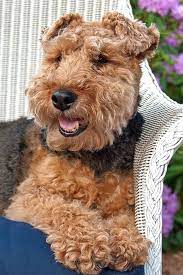 Maybe you would like to learn more about one of these? 900 Welsh Terriers Like My Charlie Ideas In 2021 Welsh Terrier Terrier Welsh