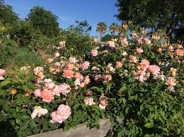 English standard tree roses english standard tree roses, with their height and spectacular display of blooms, are a simple way of creating impact in the garden. Plant Rose Da Carding Mill By Teresa Bunn In Roses David Austin Plants Map