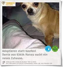 dante aus dem tierheim hanau sucht ein zuhause in dem er mehr als ein taschenhund ist http www tierheimhelden de hund tierheim ha tierheim chihuahua tiere