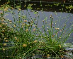 Image result for Eleocharis variegata