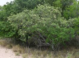 Image result for Acacia goetzei
