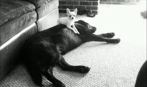 Casper My Daughter S Chihuahua And Meka My Son S Lab Who S The Boss Chihuahua Casper To My Daughter