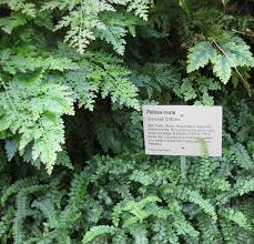 Image result for Gleichenia elongata