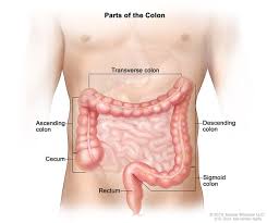 The stomach is a muscular sac located in the upper middle of your abdomen, just below when palliative care is used along with all of the other appropriate treatments, people with cancer may feel better and live longer. Hereditary Diffuse Gastric Cancer Medlineplus Genetics