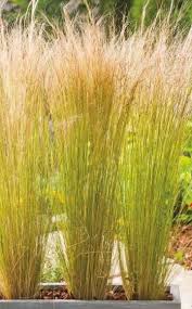 Ziergraser Im Topf Fur Terrasse Und Balkon Bepflanzung Federgras Ziergras