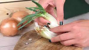 Maybe you would like to learn more about one of these? How To Plant Sprouted Onions 14 Steps With Pictures Wikihow