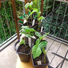 Mediterranean Bonsai Trying To Grow Bonsai Trees From Mediterranean Seeds And More