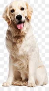 And sometimes, of course, they are up to some shenanigans and their faces give them away. Golden Dog Png Dog Golden Frame Golden Dogs Hot Dog Golden Ribbon Golden Background Dog Silhouette Golden Light Golden Circle Golden Microphone Cleanpng Kisspng