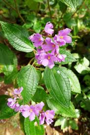 Image result for Calvoa