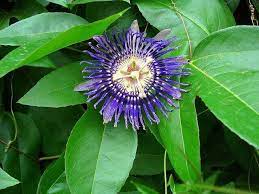 This Is Krishna Kamala Purple Leaves Are 100 Kauravs 5 Greenbuds R Pandavs 3 Yellow Small Buds Brahma Vishnu Mahes Passiflora Flowers Beautiful Flowers