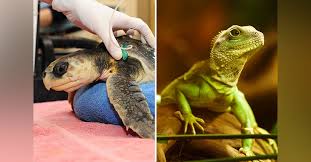 We did not find results for: Here Are The Only Two Vets Who Can Treat Exotic Pets Lbb Mumbai