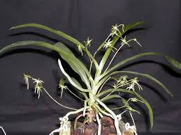 Image result for Angraecum calceolus