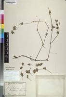 Image result for Justicia heterocarpa