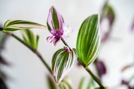 Image result for Tradescantia zebrina