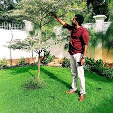 Image result for Terminalia mantaly