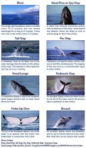 Humpback Whale 101 For Hawaii Diy Whale Watching Guide