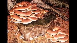 Oyster Mushroom Identification