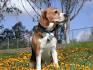 AKC Puppies For Sale - AKC PuppyFinder