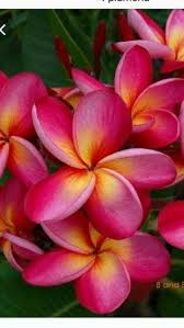 Maybe you would like to learn more about one of these? Gambar Bunga Kamboja Thailand