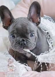 Puppies come with a 1 year congenital warranty, akc papers, health certificate, fully vaccinated and up to date on worming per current age. Blue Frenchie Puppies Davie Florida Teacup Puppies Boutique