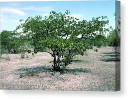 Image result for Colophospermum