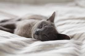 Richte deiner katze oder hund einen gemütlichen schlafplatz ein, der gerne bewohnt wird, sofern du dich gegen das schlafen in deinem bett entscheiden solltest. Mit Katzen Im Bett Schlafen Schlafstudio Straubing