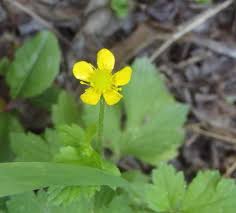 Image result for Ranunculus multifidus