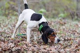 Bryan and sarah featured on: Ukc Coonhounds Kalamazoo Michigan Pet Service Business Service Facebook