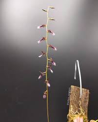 Image result for Bulbophyllum saltatorium
