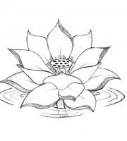The lotus flower is a rhizomatous aquatic plant whose stems can reach up to 1 meter in length. Top Lotus Coloring Pages For Your Little Ones Coloring Pages