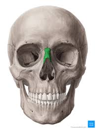 Most noteworthy, they have a more complex shape than any other bone of the body due to which they are helpful in protecting internal organs. Viscerocranium Anatomy Of The Facial Skeleton Kenhub