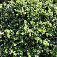 Image result for Helichrysum kirkii