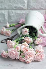 Small Tender Pink Carnation Flowers In Enamel Vase On Gray Concrete With Copy Space Mother S Day Greeting Card Background Vertical Carnation Flower Pink Carnations Carnations