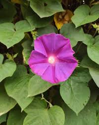 Image result for Ipomoea violacea