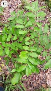 Image result for Tiliacora funifera