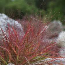 Image result for Eragrostis dinteri