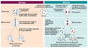 There are quite a few differences between mitosis and meiosis. Icse Solutions For Class 10 Biology Cell Division A Plus Topper