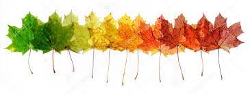 Row of colorful maple leaves Royalty Free Photo, Stock Image by © watman  #89729074
