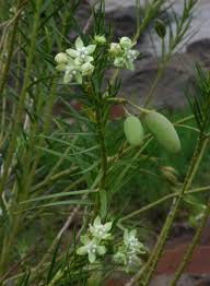 Image result for Kanahia laniflora