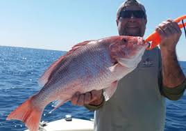 Which fishing charters in st. Best Local St Petersburg Bass Fishing Charters Ioutdoor Fl